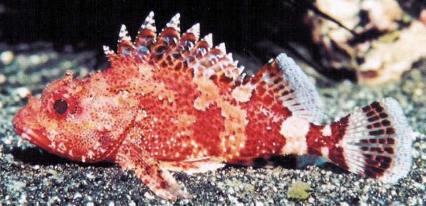 Scorpaena loppei_03.jpg